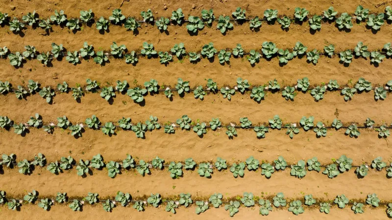 Why the Dirt Under Your Hemp Plant Shapes Every Gummy You Chew