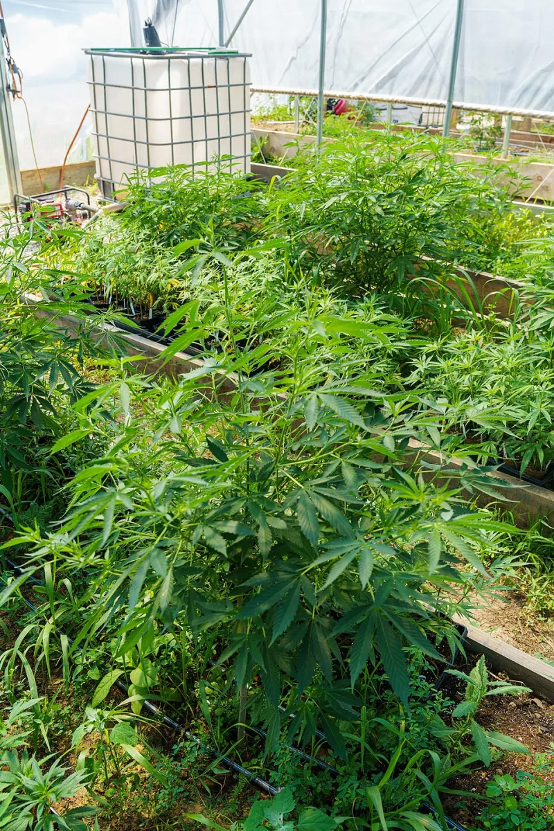 Seed to Shelf: What Actually Goes Into a High-Quality CBD Gummy